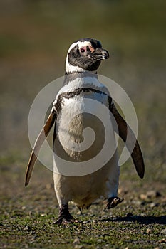 Magellanic penguin crosses flat ground raising foot