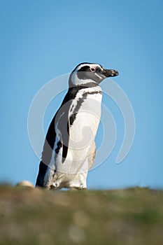 Magellanic penguin crosses grass beneath blue sky