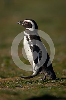 Magellanic penguin crosses grass slope with catchlight photo