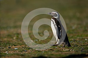 Magellanic penguin crosses grass slope lifting foot