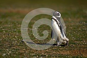 Magellanic penguin crosses grass slope in sunlight