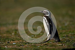 Magellanic penguin crosses grass slope in sunshine