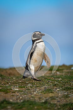Magellanic penguin crosses grassy hillside in sun