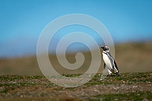 Magellanic penguin crosses grassy ridge in sunshine