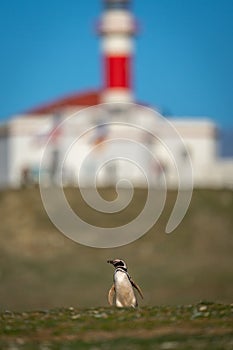 Magellanic penguin crosses grassy slope near lighthouse