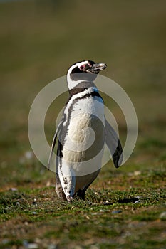 Magellanic penguin crosses grassy slope in sunshine