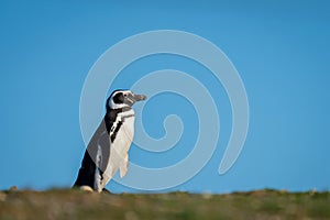 Magellanic penguin crosses horizon under blue sky