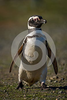 Magellanic penguin crosses rocky ground in sunlight