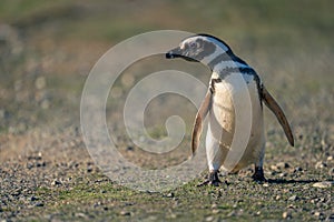 Magellanic penguin crosses rocky ground in sunshine