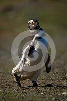 Magellanic penguin crosses rocky slope leaning back