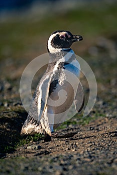 Magellanic penguin crosses rocky slope lifting foot