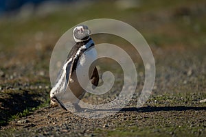 Magellanic penguin crosses rocky slope raising foot