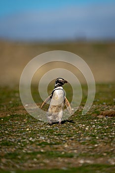 Magellanic penguin crossing grassy slope in sunshine