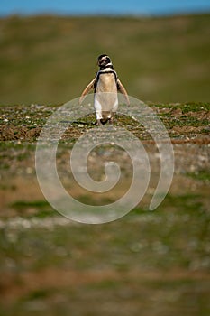 Magellanic penguin descends grassy slope to camera