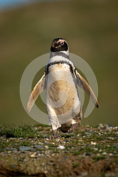 Magellanic penguin descends grassy slope toward camera