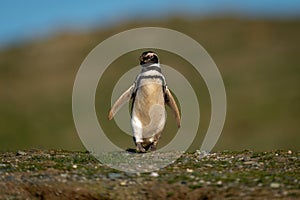 Magellanic penguin descends grassy slope towards camera