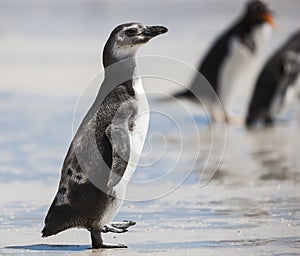 Magellanic Penguin in the Falkland Islands