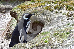 Magellanic Penguin in the Faulkland Islands