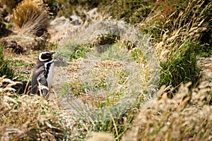 Magellanic Penguin in the grass