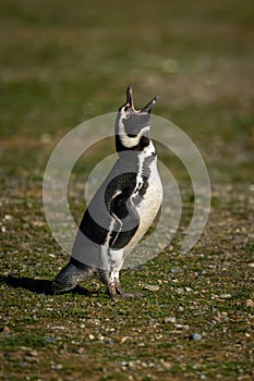 Magellanic penguin on grass lifts head squawking