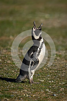 Magellanic penguin on grass raises head squawking