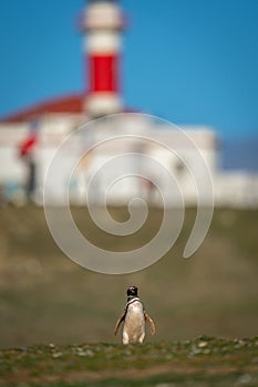Magellanic penguin on grass slope near lighthouse