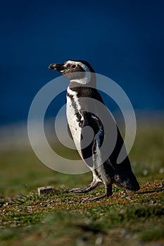 Magellanic penguin on grass slope near ocean