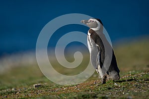 Magellanic penguin on grass slope near sea