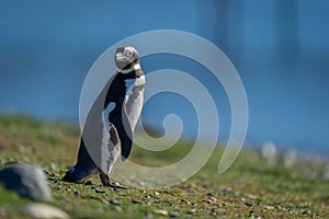 Magellanic penguin on grass slope turning head