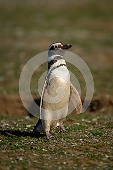 Magellanic penguin on grass slope watches camera