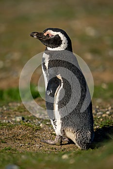 Magellanic penguin on grass squints in sunshine