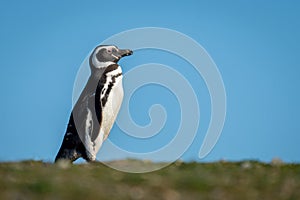 Magellanic penguin on grass under blue sky