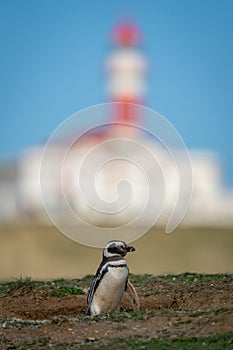 Magellanic penguin on grassy hillside near lighthouse