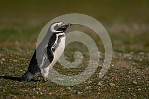 Magellanic penguin on grassy hillside in profile