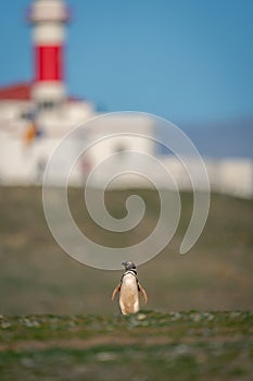 Magellanic penguin on grassy slope near lighthouse