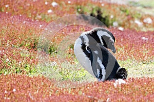 Magellanic Penguin or Humboldt Penguin sitting in flowering meadow on New Island, Falkland Islands