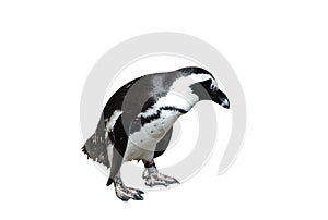Magellanic Penguin Isolated on White