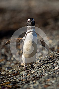Magellanic penguin lifts flippers crossing shingle beach