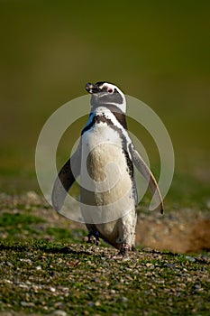 Magellanic penguin lifts foot crossing grass slope