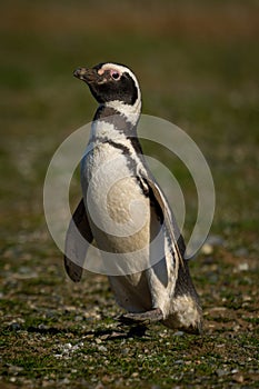 Magellanic penguin lifts foot waddling down slope