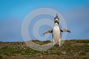 Magellanic penguin lifts head squawking in sun