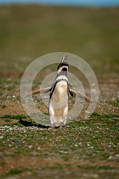 Magellanic penguin lifts head to make call