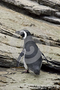 Magellanic Penguin in Lisbon Oceanario photo