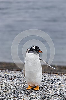 Magellanic penguin looking to the side with flipper open, Spheniscus magellanicus, walking on rocky gravel beach in