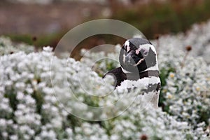 Magellanic penguin looks out of the tall grass