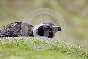 Magellanic Penguin lying outside it's burrow. Falkland Islands.