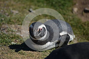 Magellanic penguin on Magdalena Island