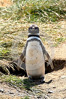 Magellanic Penguin standing next to a burrow photo