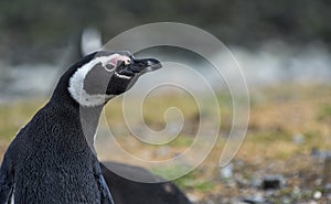 Magellanic Penguin,Magdalena Island, Chile