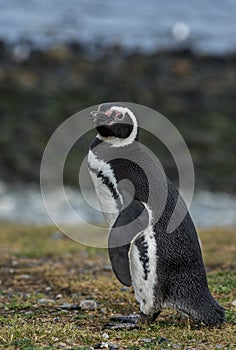 Magellanic Penguin,Magdalena Island, Chile